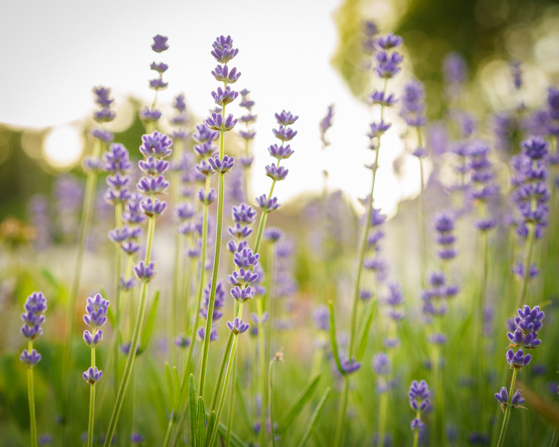 Lavendel – Yoga, Natur und Achtsamkeit